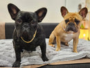 Collier pour chien de luxe à chaîne cubaine – Métal plaqué or